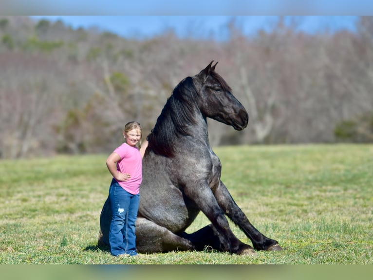 Percheron Mix Gelding 4 years 16,1 hh Roan-Blue in Crab Orchard, KY