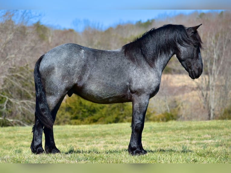 Percheron Mix Gelding 4 years 16,1 hh Roan-Blue in Crab Orchard, KY