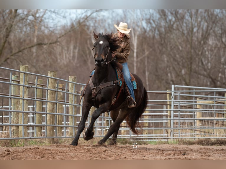 Percheron Mix Gelding 4 years 16,3 hh Buckskin in Clayton