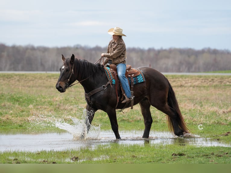 Percheron Mix Gelding 4 years 16,3 hh Buckskin in Clayton