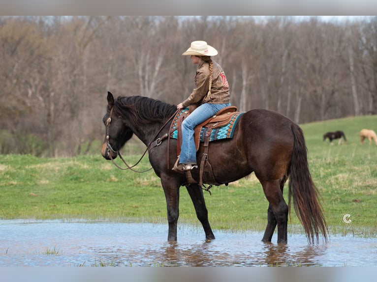 Percheron Mix Gelding 4 years 16,3 hh Buckskin in Clayton