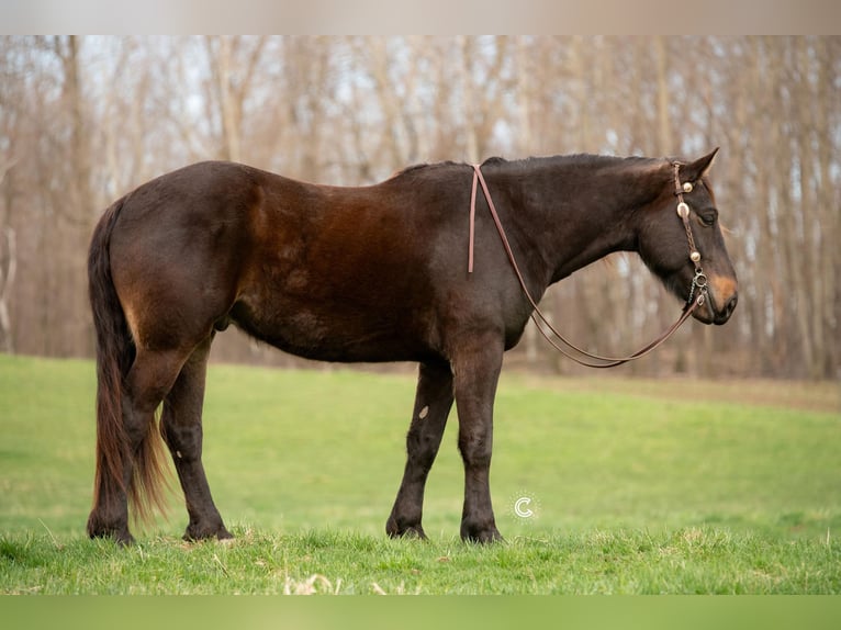 Percheron Mix Gelding 4 years 16,3 hh Buckskin in Clayton