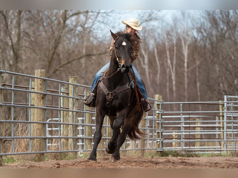 Percheron Mix Gelding 4 years 16,3 hh Buckskin in Clayton