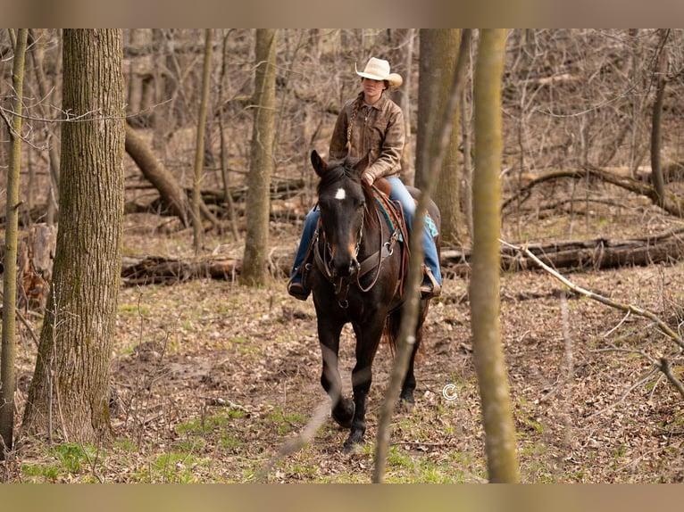 Percheron Mix Gelding 4 years 16,3 hh Buckskin in Clayton