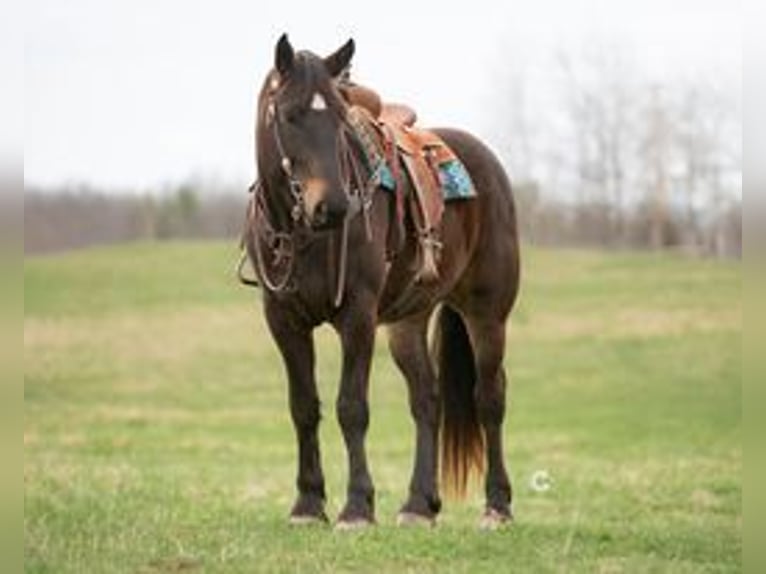 Percheron Mix Gelding 4 years 16,3 hh Buckskin in Clayton