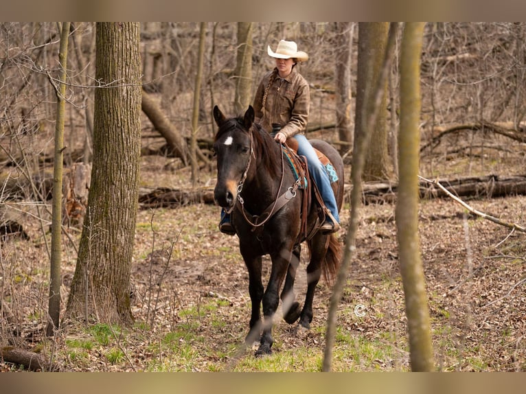 Percheron Mix Gelding 4 years 16,3 hh Buckskin in Clayton