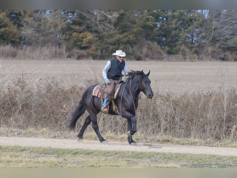 Percheron Mix Gelding 4 years 16 hh Black in Harwood