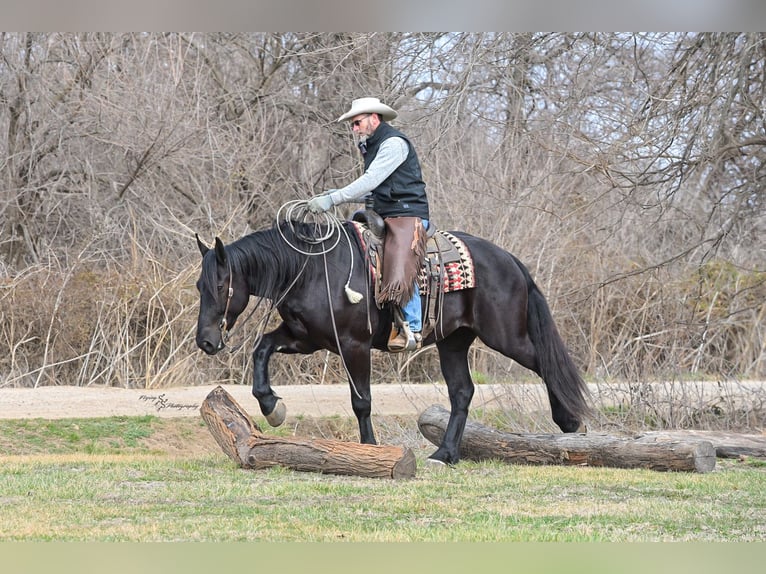 Percheron Mix Gelding 4 years 16 hh Black in Harwood