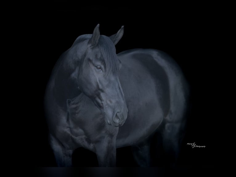 Percheron Mix Gelding 4 years 16 hh Black in Harwood