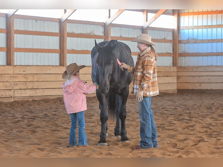 Percheron Mix Gelding 4 years 16 hh Black in Harwood