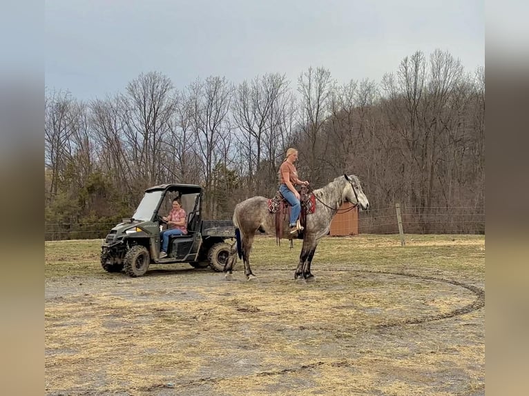 Percheron Gelding 4 years 16 hh Grey in New Holland