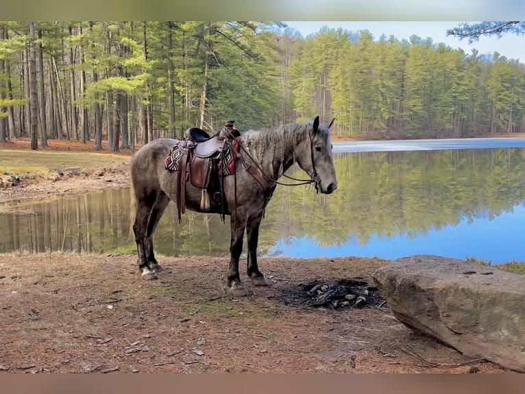 Percheron Gelding 4 years 16 hh Grey in New Holland