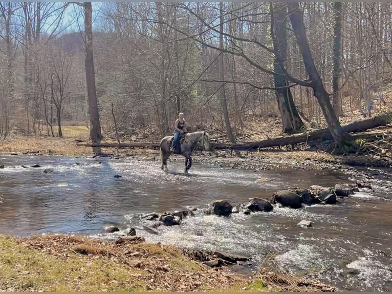 Percheron Gelding 4 years 16 hh Grey in New Holland
