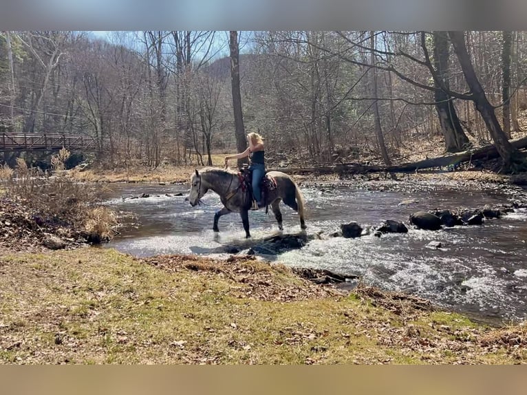 Percheron Gelding 4 years 16 hh Grey in New Holland