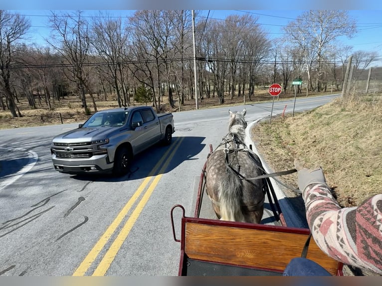 Percheron Gelding 4 years 16 hh Grey in New Holland