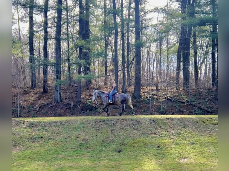 Percheron Gelding 4 years 16 hh Grey in New Holland