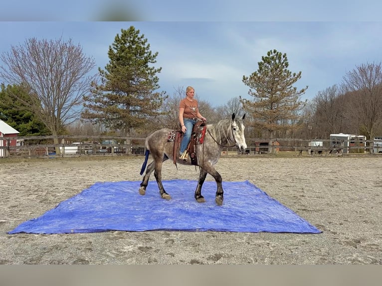 Percheron Gelding 4 years 16 hh Grey in New Holland