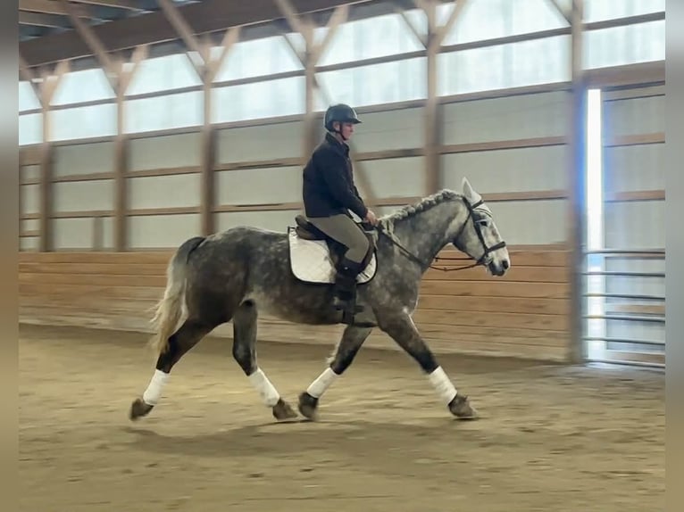 Percheron Gelding 4 years 16 hh Grey in New Holland