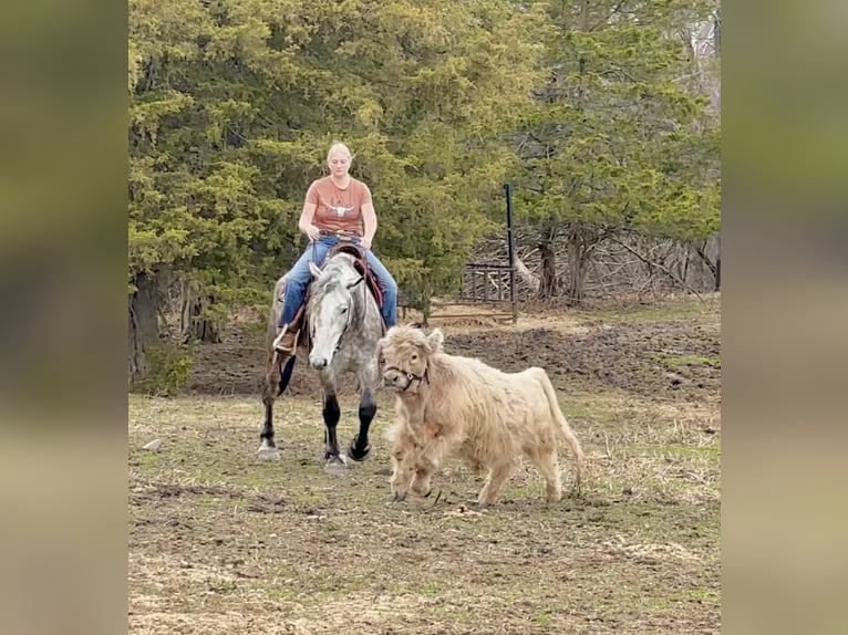 Percheron Gelding 4 years 16 hh Grey in New Holland