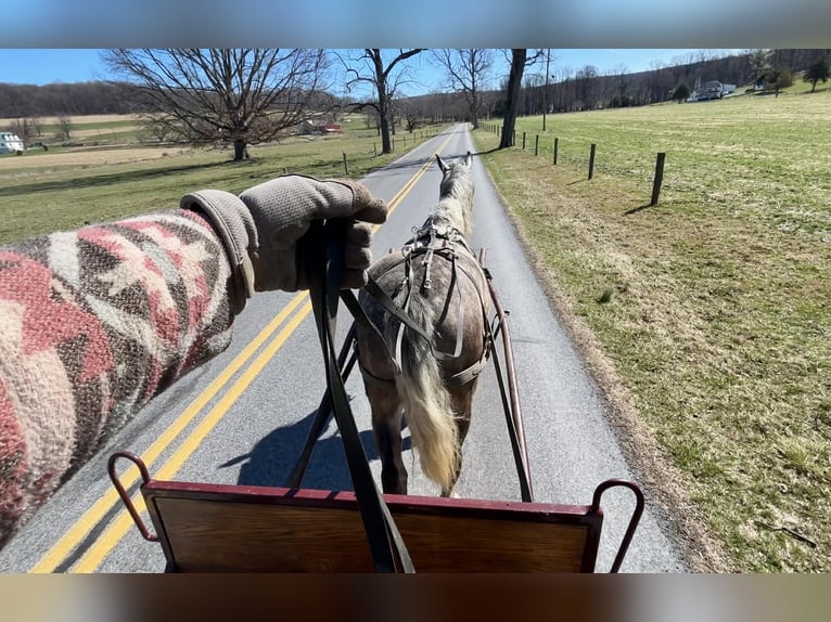 Percheron Gelding 4 years 16 hh Grey in New Holland