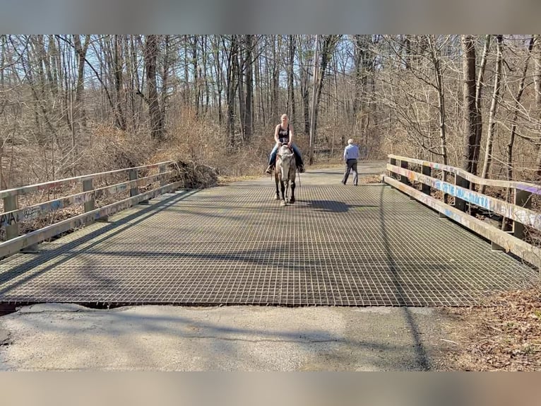 Percheron Gelding 4 years 16 hh Grey in New Holland