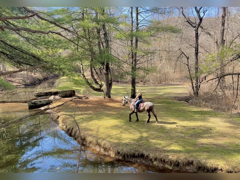 Percheron Gelding 4 years 16 hh Grey in New Holland