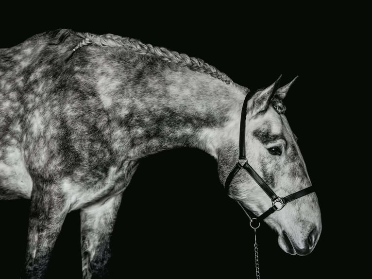 Percheron Gelding 4 years 16 hh Grey in New Holland