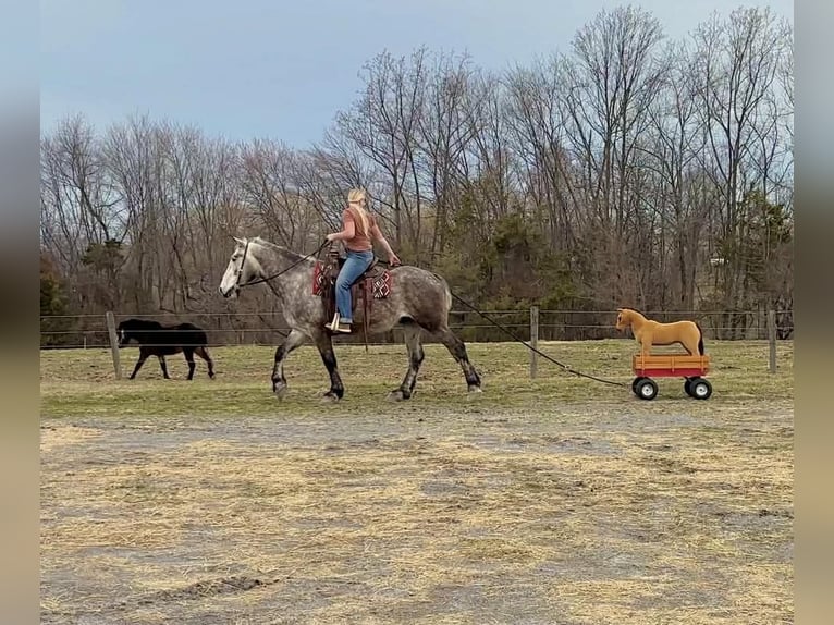 Percheron Gelding 4 years 16 hh Grey in New Holland