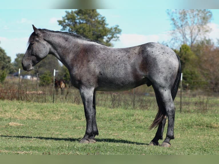 Percheron Mix Gelding 4 years 16 hh Roan-Blue in Baxter Springs
