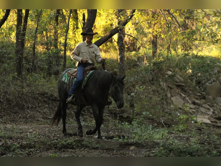 Percheron Mix Gelding 4 years 16 hh Roan-Blue in Baxter Springs
