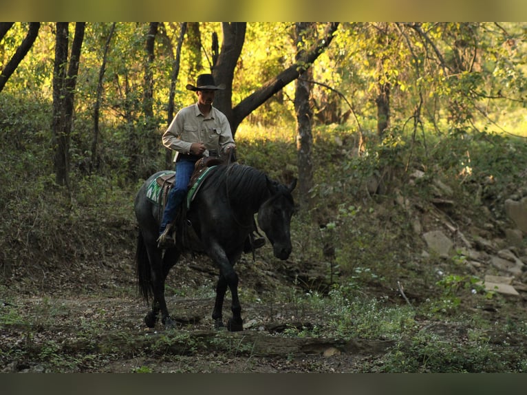 Percheron Mix Gelding 4 years 16 hh Roan-Blue in Baxter Springs
