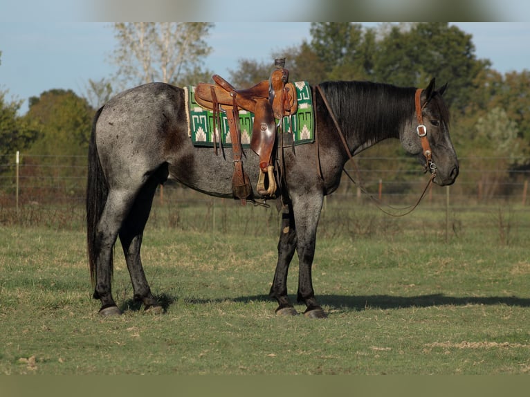 Percheron Mix Gelding 4 years 16 hh Roan-Blue in Baxter Springs