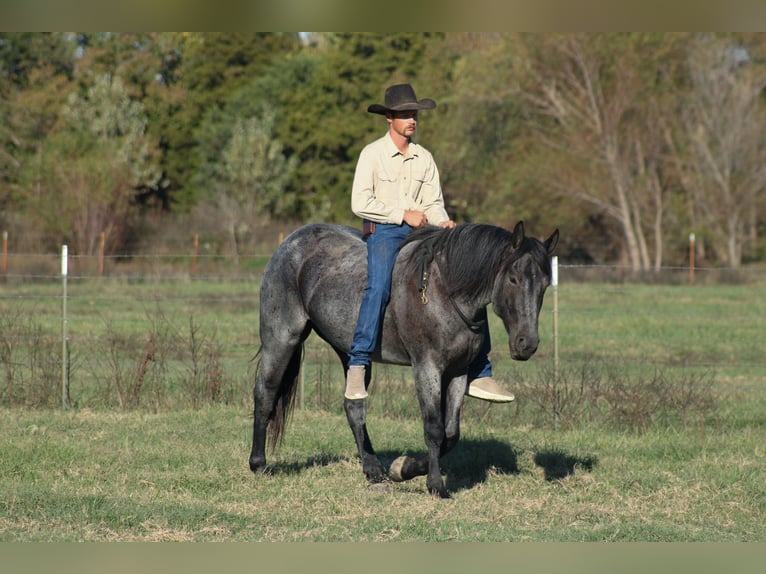 Percheron Mix Gelding 4 years 16 hh Roan-Blue in Baxter Springs