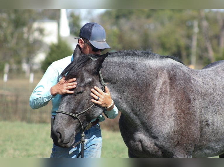 Percheron Mix Gelding 4 years 16 hh Roan-Blue in Baxter Springs