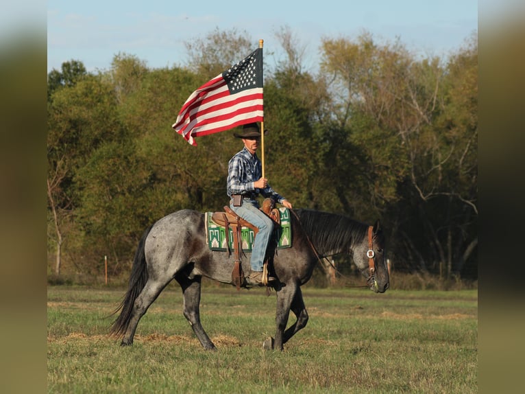 Percheron Mix Gelding 4 years 16 hh Roan-Blue in Baxter Springs