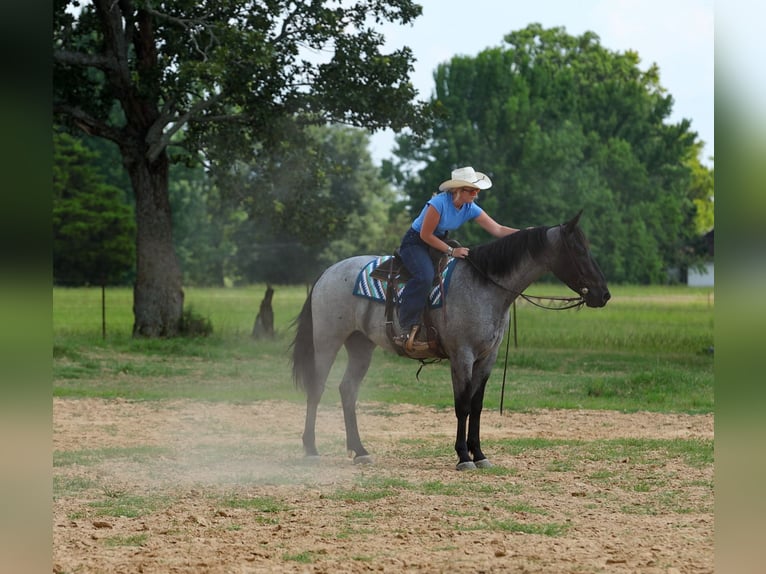 Percheron Mix Gelding 4 years 16 hh Roan-Blue in Quitman