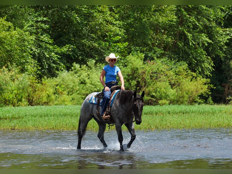Percheron Mix Gelding 4 years 16 hh Roan-Blue in Quitman