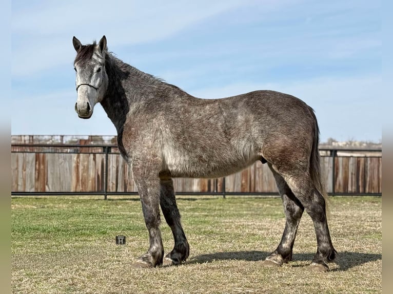 Percheron Gelding 4 years 16,1 hh Grey-Dapple in Jacksboro TX