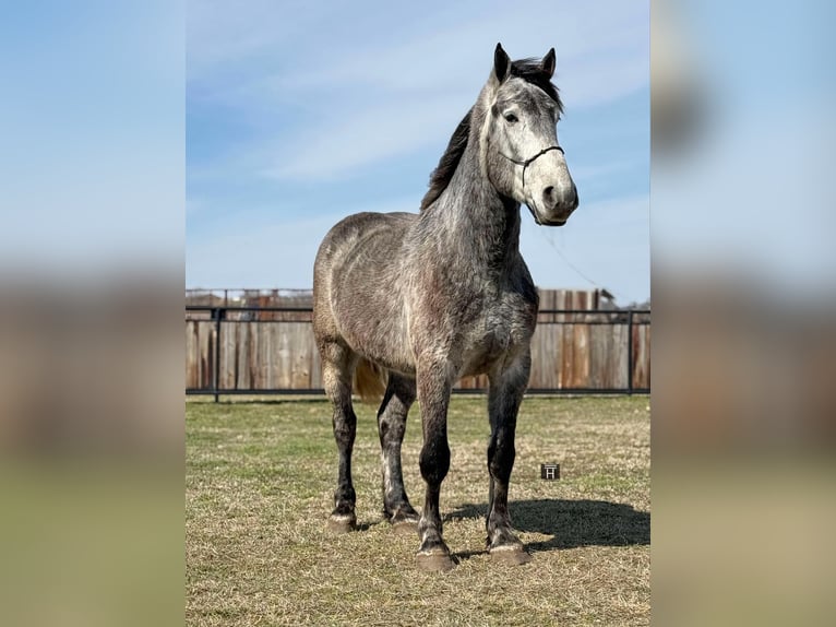 Percheron Gelding 4 years 16,1 hh Grey-Dapple in Jacksboro TX