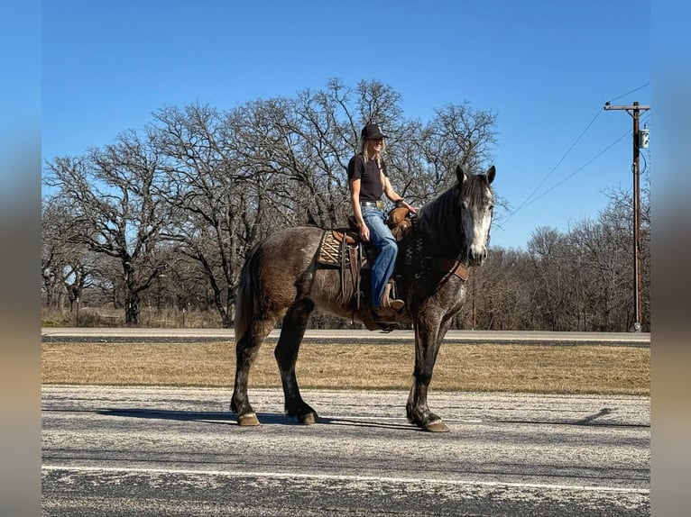 Percheron Gelding 4 years 16,1 hh Grey-Dapple in Jacksboro TX
