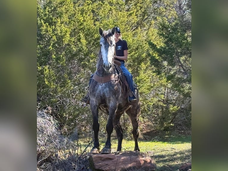 Percheron Gelding 4 years 16,1 hh Grey-Dapple in Jacksboro TX