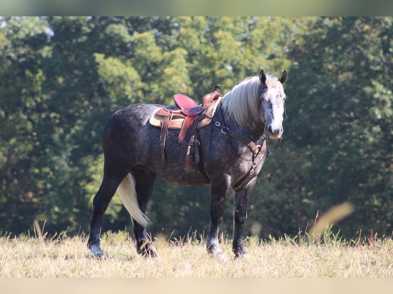 Percheron Gelding 4 years 16,1 hh Grey in Millersburg