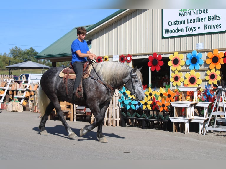 Percheron Gelding 4 years 16,1 hh Grey in Millersburg
