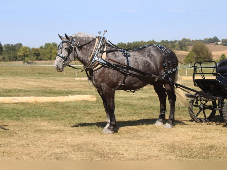 Percheron Gelding 4 years 16,1 hh Grey in Millersburg