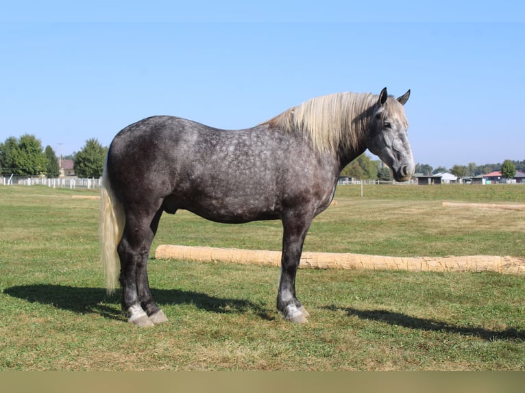 Percheron Gelding 4 years 16,1 hh Grey in Millersburg