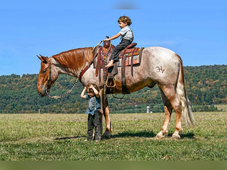Percheron Mix Gelding 4 years 16,1 hh Roan-Red in Littlestown