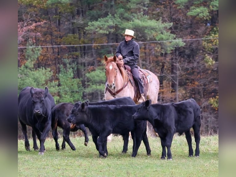 Percheron Mix Gelding 4 years 16,1 hh Roan-Red in Littlestown