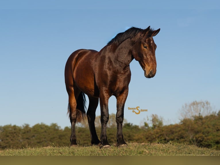 Percheron Mix Gelding 4 years 16,3 hh Bay in Bogard