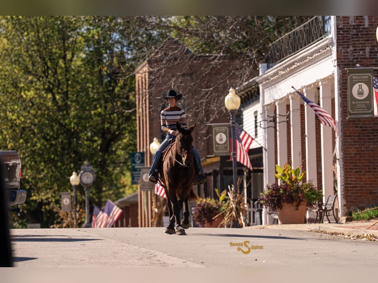 Percheron Mix Gelding 4 years 16,3 hh Bay in Bogard