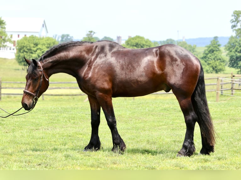 Percheron Mix Gelding 4 years 16,3 hh Bay in Gap, PA